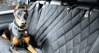 Nicho de acessórios para transporte de “pets” merece ser explorado
