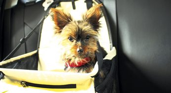 Transporte de animais no carro: conheça algumas dicas